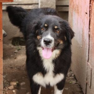 MERLE - reserviert TiNO - vermittelt