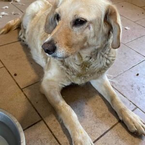 ALMA - med. Notfall - reserviert THL - vermittelt