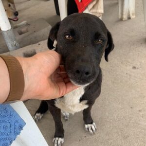 JETTE - reserviert Tierhilfe Lebenswert DR - vermittelt