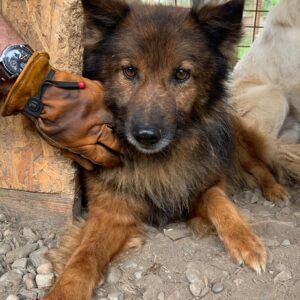 TALUH - reserviert Tierhilfe Lebenswert DR - vermittelt