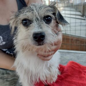 MIRINDA - reserviert (MG) - vermittelt