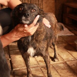 LUBELIA - reserviert Tierhilfe Lebenswert DR - vermittelt