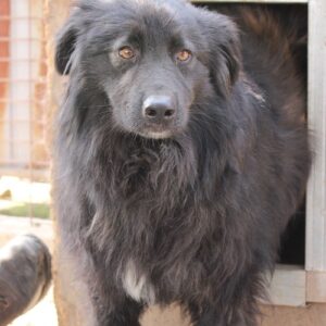 MARCIPANE - reserviert für Tierhilfe Lebenswert vermittelt