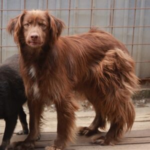 SUGAR - reserviert IH DR (17.03.) - vermittelt