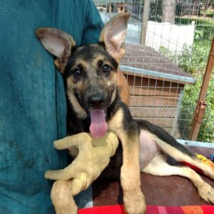 NESSI - reserviert Manuela - vermittelt