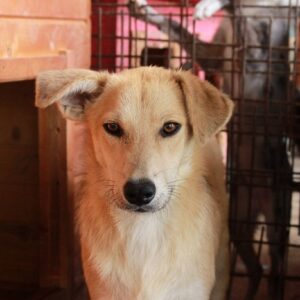 NASHIRA - reserviert Tierhilfe Lebenswert DR (13.02.) - vermittelt