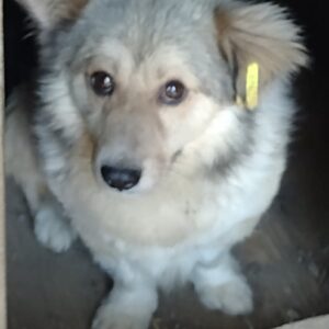 ELLIOTT - reserviert LIKA vermittelt