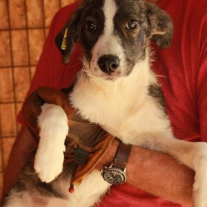 ANYA - reserviert Tierhilfe Lebenswert DR - vermittelt