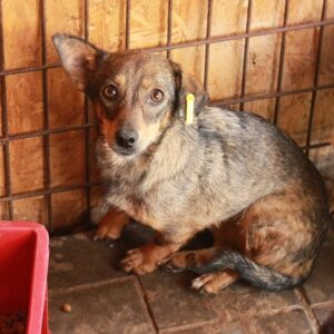 NATTY - reserviert Tierhilfe Lebenswert DR - vermittelt