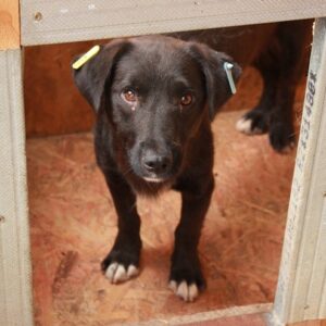 BAGIRA - reserviert Tierhilfe Lebenswert DR - vermittelt