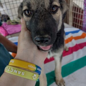 XAVER reist auf eine Pflegestelle in PLZ 2 - vermittelt