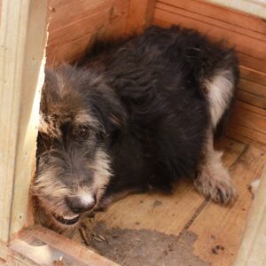 RAPA - ein Vorderlauf fehlt - reserviert (MG) - vermittelt