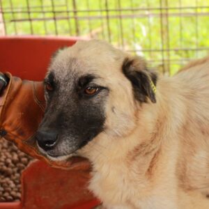 CHANJA - zu dünn - reserviert Tierhilfe Lebenswert DR - vermittelt