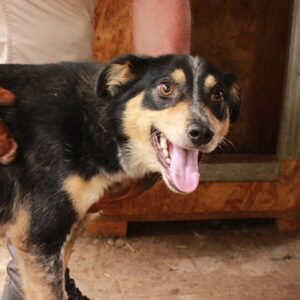 FRIEDWART - reserviert TINO (clinic 04/11) - vermittelt