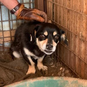 GONZO - völlig gestresst - reserviert Tierhilfe Lebenswert DR - vermittelt