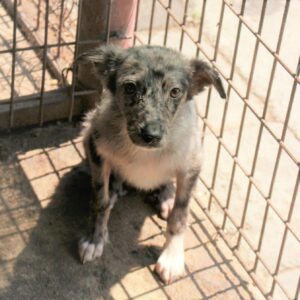 Ginga - sollte dringend mehr menschlichen Input erhalten - reserviert Tierhilfe Lebenswert DR - vermittelt