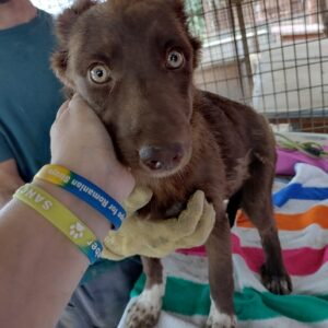 AJANA - reserviert Lorraine - vermittelt