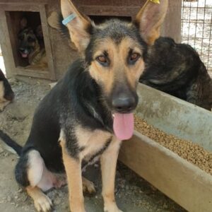 HELLA - reserviert TINO (22.02.) - vermittelt