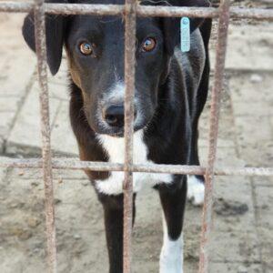 LUI - reserviert Alexandra - vermittelt