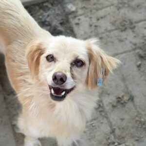 LUISE - zu dünn - reserviert (MG) - vermittelt