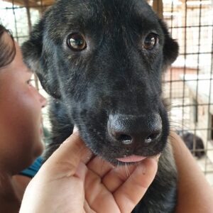 JOYCE - reserviert Lorraine - vermittelt