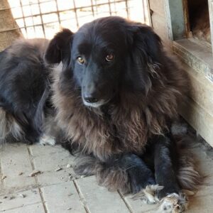 LAVA - vermisst 04/2023