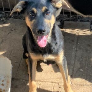 HAMISH - reserviert TH Filderstadt vermittelt