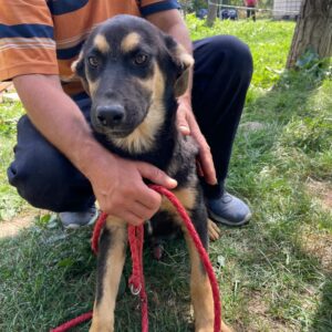 ASKAN - reserviert Manuela - vermittelt