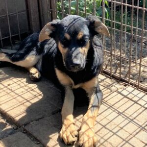 MISIMA - reserviert Alexandra - vermittelt