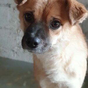 BANU - auf Pflegestelle in PLZ 5 vermittelt