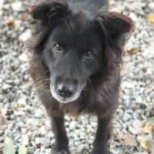 CODI - Gesäugetumor, Herzwurm positiv getestet (07/22) - reserviert Alexandra vermittelt