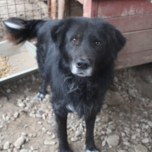 RIMO - auf Pflegestelle in PLZ 5 vermittelt