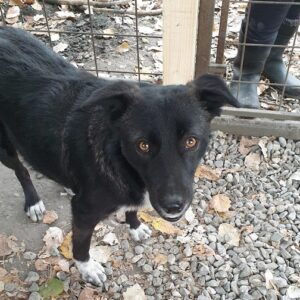 LULÉA - reserviert DR IH (05-01) - vermittelt