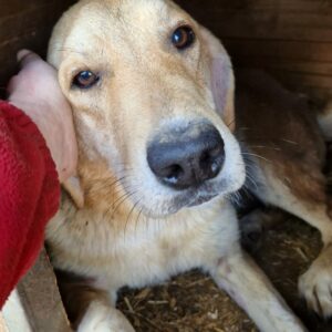 MARRY - Notfall - auf Pflegestelle in PLZ 1 ausgereist