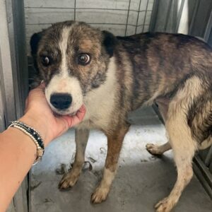 ANSA - auf Pflegestelle in PLZ 4 vermittelt