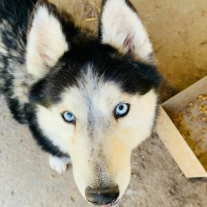 GERRY - reserviert Manuela vermittelt