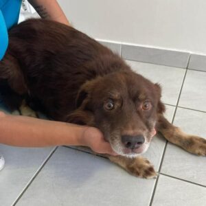 LEVIS reserviert TINO (26/09) - vermittelt