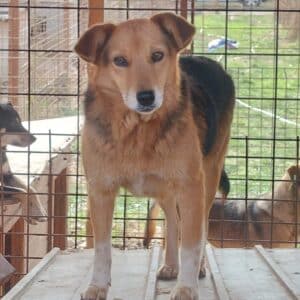 LEONA - reserviert TST Rösrath - vermittelt