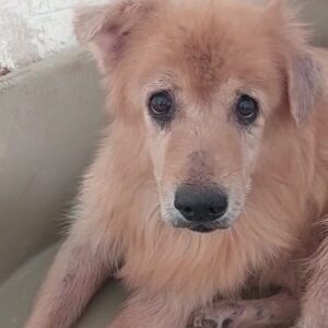 HAYDEN - reserviert Tierhilfe Lebenswert DR 15.11. - vermittelt