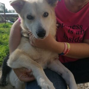 TINCHEN - auf Pflegestelle in PLZ 4 - vermittelt