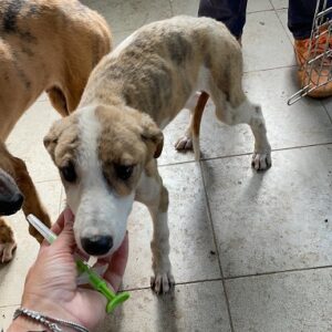 ZARINA - reserviert Lorraine - vermittelt