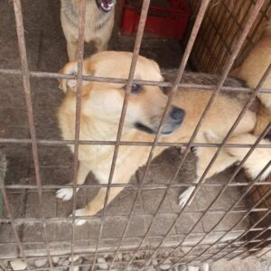 COSTEL - seelischer Notfall - reserviert Tierhilfe Lebenswert DR - vermittelt