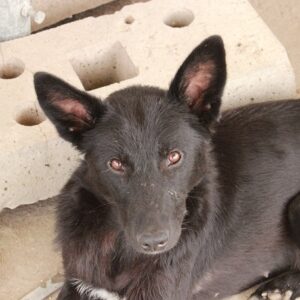 FRANZI - reserviert Tierhilfe Lebenswert DR - vermittelt