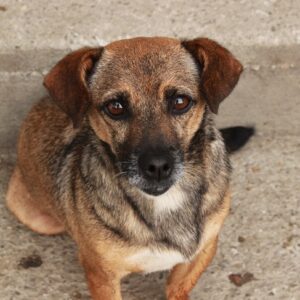 PÜPPIE - reserviert TINO - vermittelt