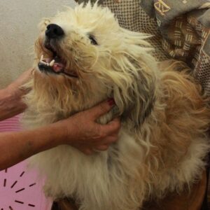 FRED - reserviert Tierhilfe Lebenswert DR - vermittelt