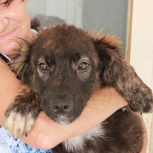 DONDOLO - reserviert Tierhilfe Lebenswert DR - vermittelt