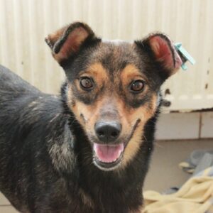 AMADEA - reserviert Tierhilfe Lebenswert DR (27.04.) - vermittelt