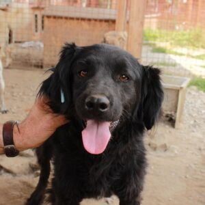 PARAU - reserviert Alexandra - vermittelt