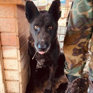 MANDRA - sieht wahrscheinlich nur noch hell/dunkel - reserviert Manuela - vermittelt