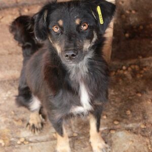 MAILOU - reserviert TINO - vermittelt